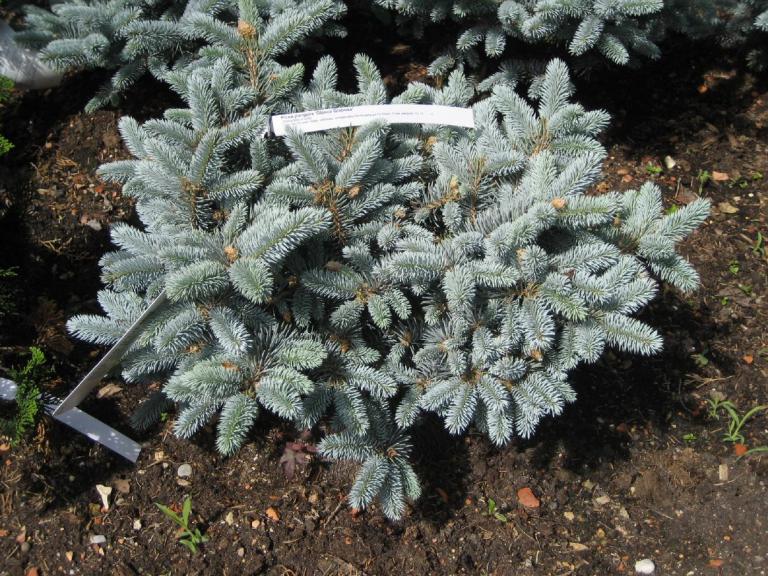 Picea pungens 'Glauca Globosa'