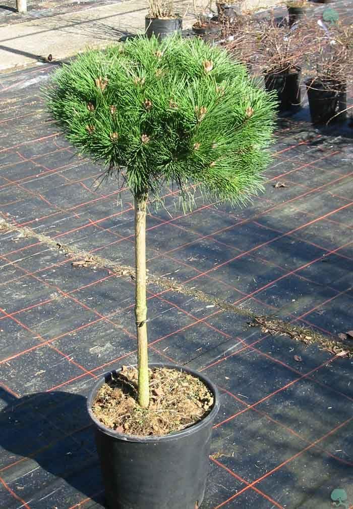 Kugelige Schwarzkiefer  'Brepo'®