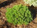 Pinus mugo "Heinis Triumph"