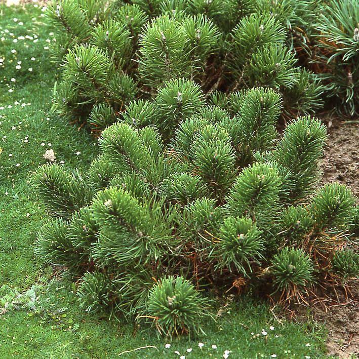 Pinus mugo pumilio