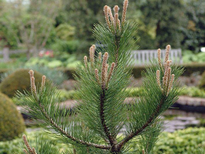 Waldföhre, gemeine Kiefer