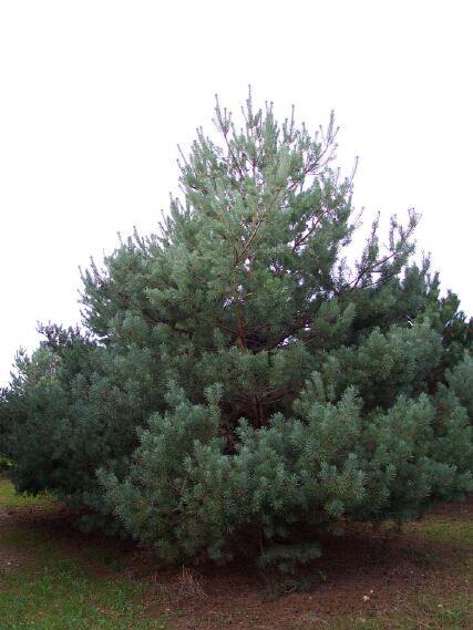 Waldföhre, gemeine Kiefer