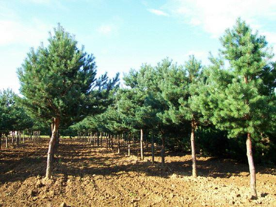 Waldföhre, gemeine Kiefer