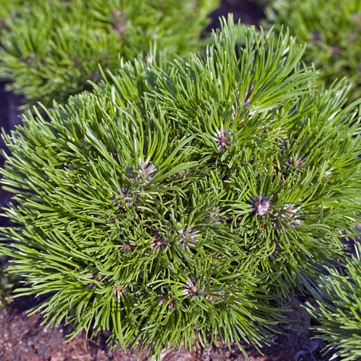 Pinus uncinata 'Grüne Welle'