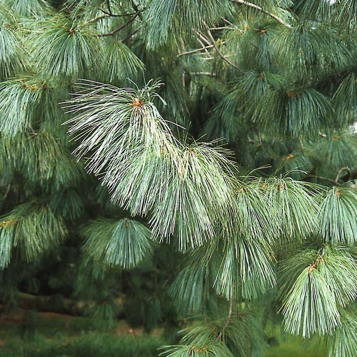 Pinus wallichiana
