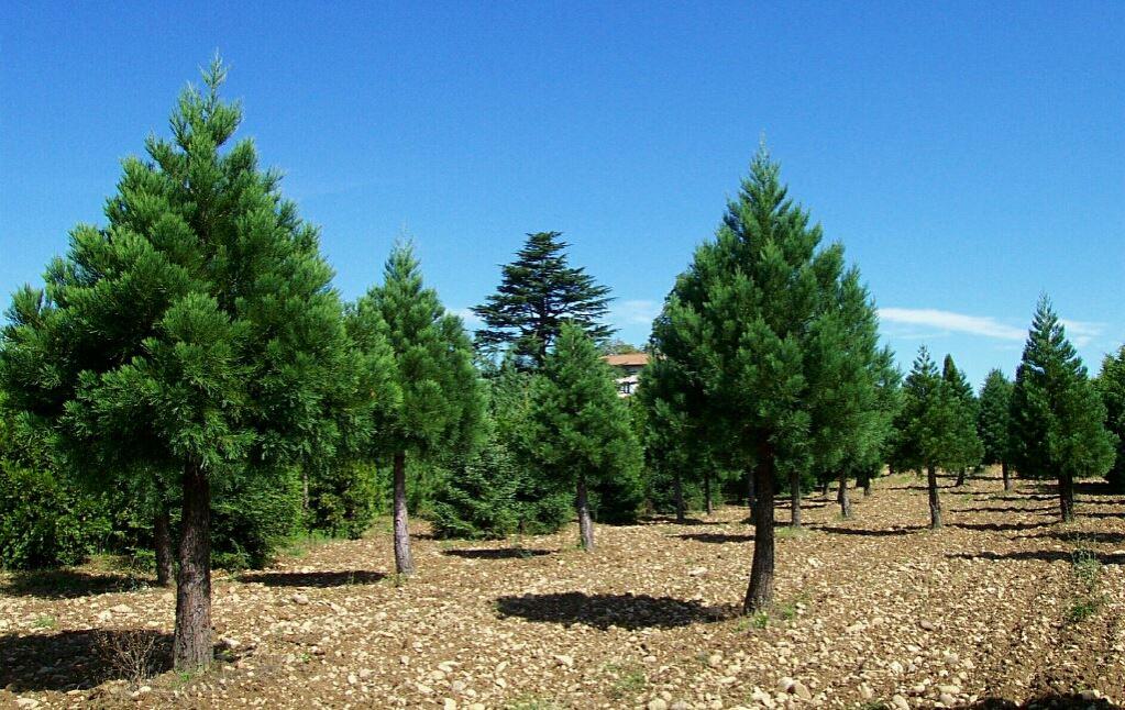Sequoiadendron giganteum 