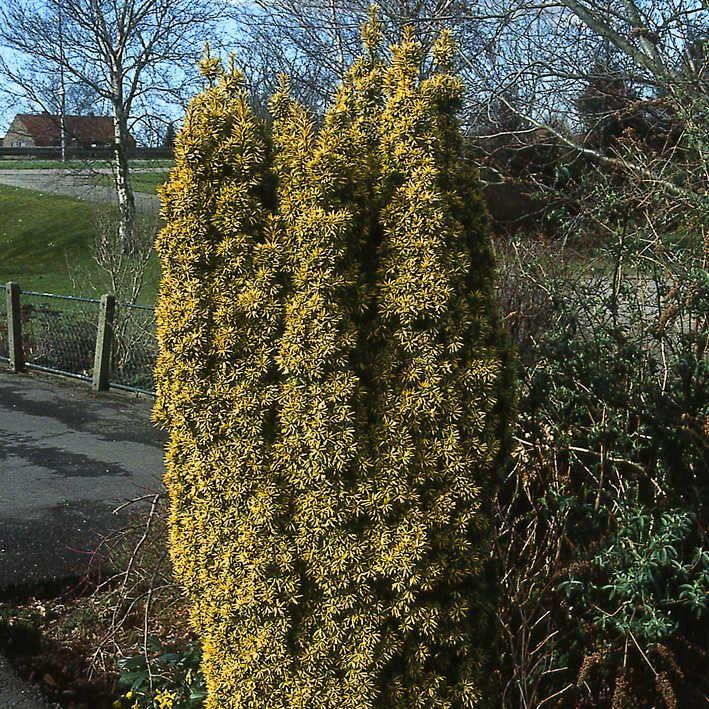 Taxus baccata 'Fastigiata Aurea'