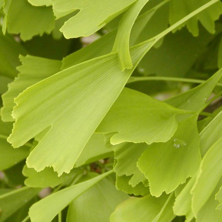 Ginkgo biloba