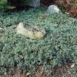 Juniperus horizontalis 'Wiltonii'