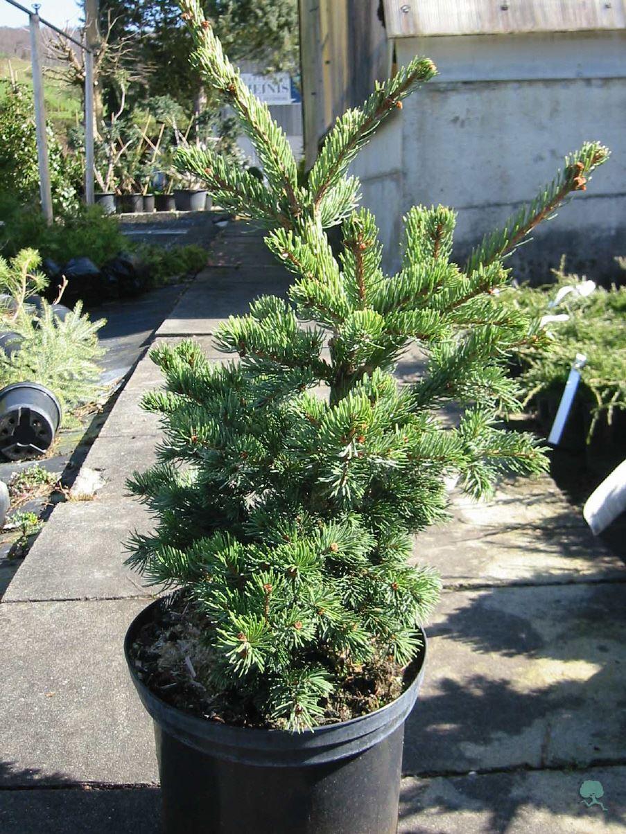 Zapfenfichte 'Lucky Strike'