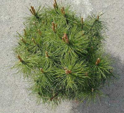 Pinus mugo var. mughus