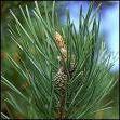 Pinus sylvestris