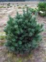 Pinus sylvestris 'Watereri'