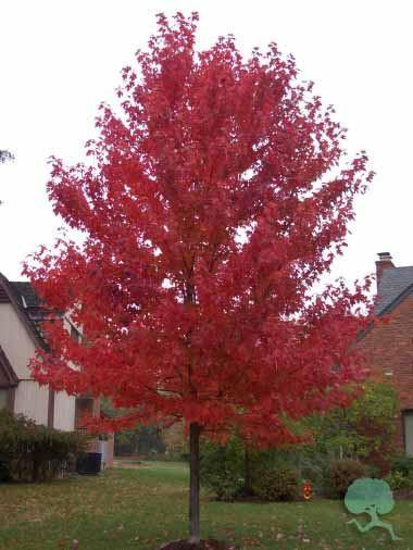 Acer rubrum 'Franksred' 