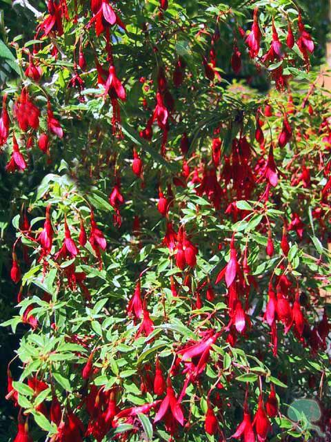 Fuchsia magellanica gracilis