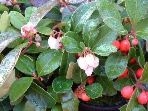 Gaultheria procumbens