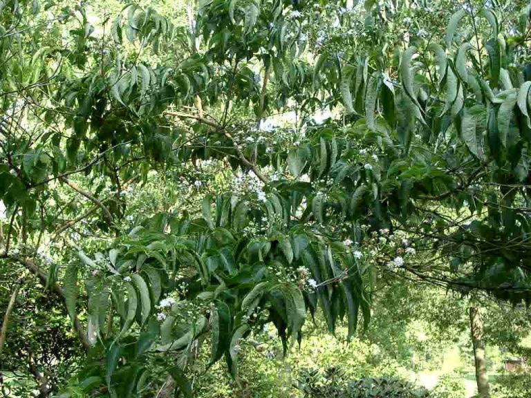 Heptacodium miconioides