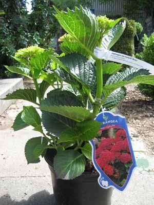 Bauernhortensie Masja