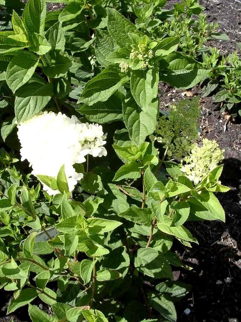 Hydrangea paniculata 'Grandiflora'