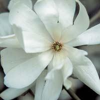 Magnolia loebneri ´Merrill