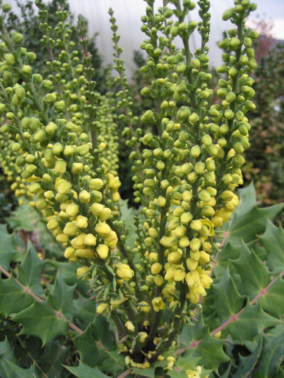 Mahonia X media 'Winter Sun'