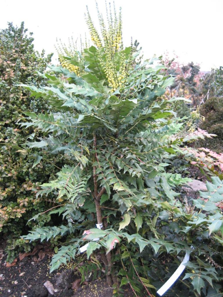 Mahonia X media 'Winter Sun'1