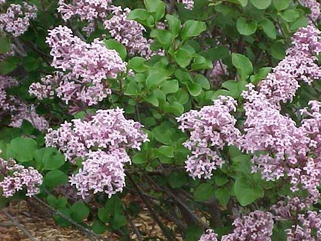 Syringa meyeri 'Palibin'