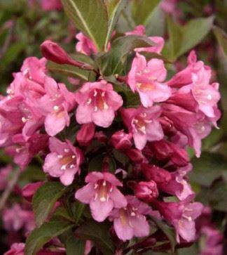 Weigelia Hybride "Bristol Ruby"