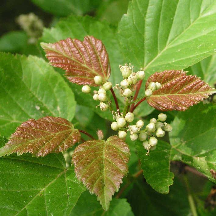 Feuer-Ahorn, Dreispitzahorn, Amurahorn