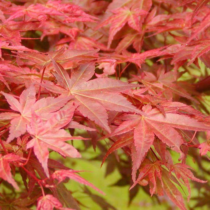 Acer palmatum 'Shin deshojo' / Fächerahorn