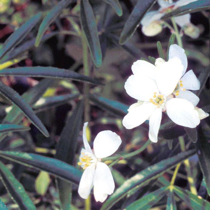 Choisya ternata 'Aztec Pearl'