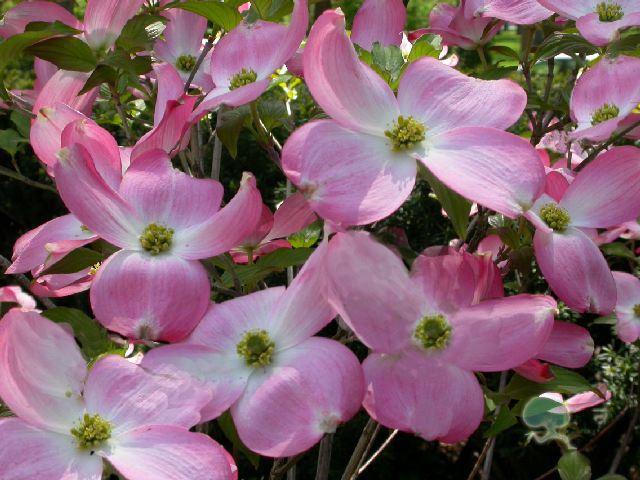 Cornus florida Rubra