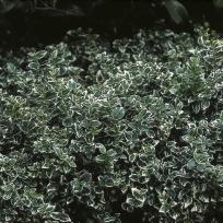Euonymus fortunei Emerald Gaiety