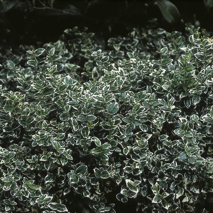 Euonymus fortunei Emerald Gaiety
