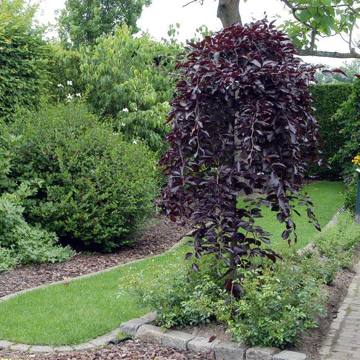 Schwarzrote Hängebuche