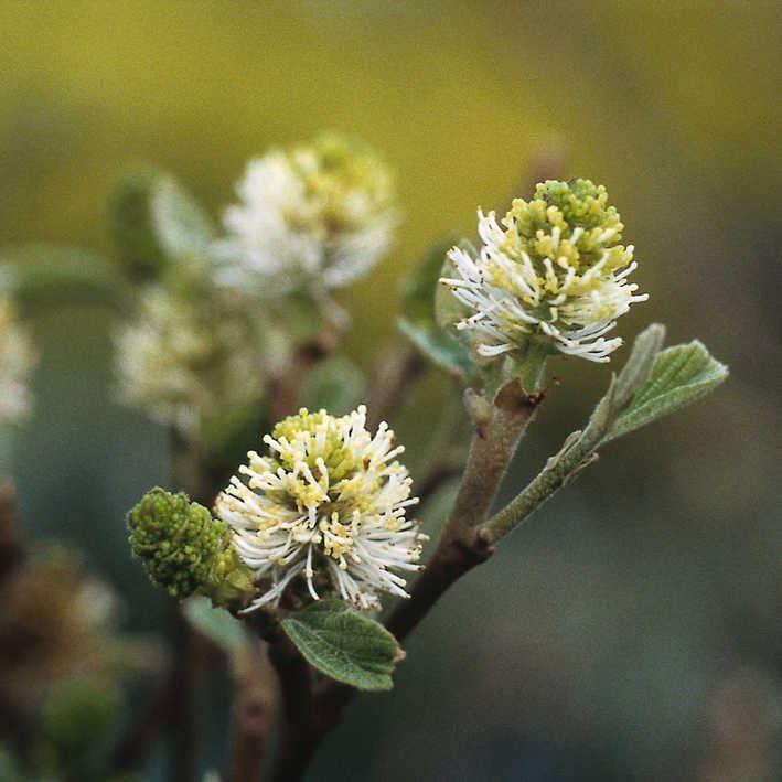 Fothergilla major