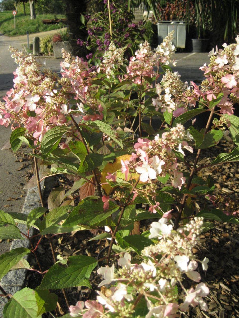 Rispenhortensie Pinky Winky®