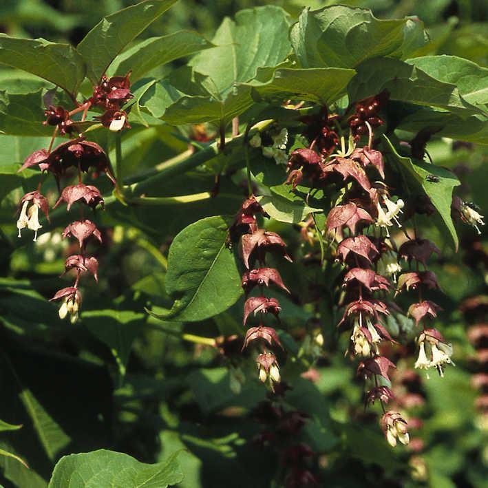 Leycesterie, Karamellstrauch