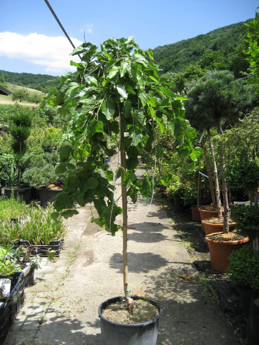 Morus alba 'Pendula'