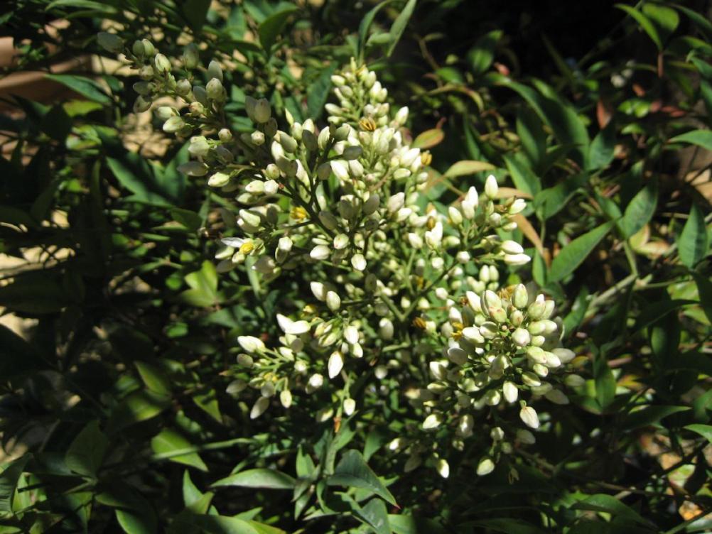 Nandina domestica
