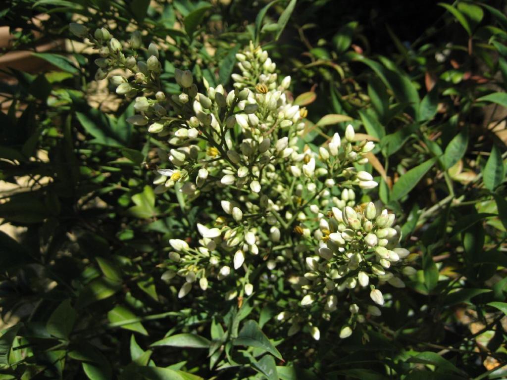 Nandina domestica