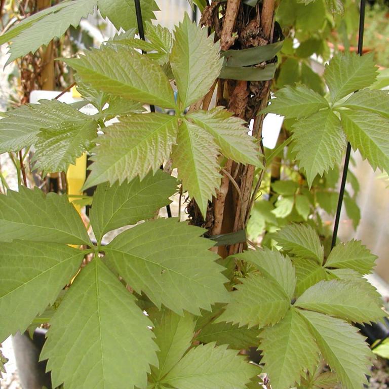 Parthenocissus quinquefolia 'Engelmannii'