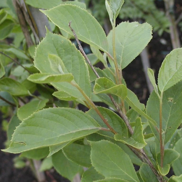 Pterostyrax corymbosa