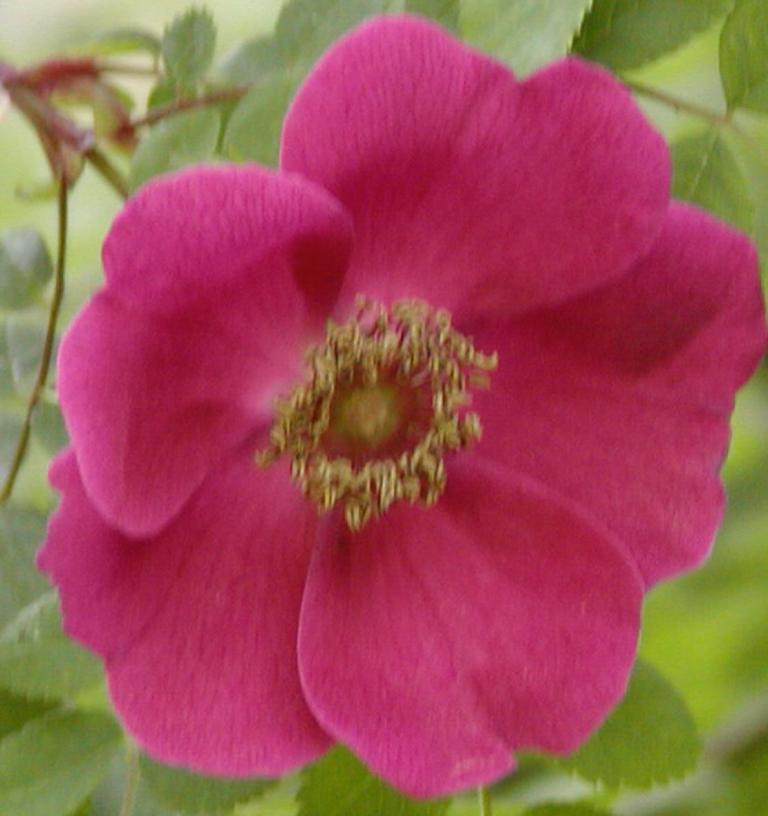 Rosa moyesii