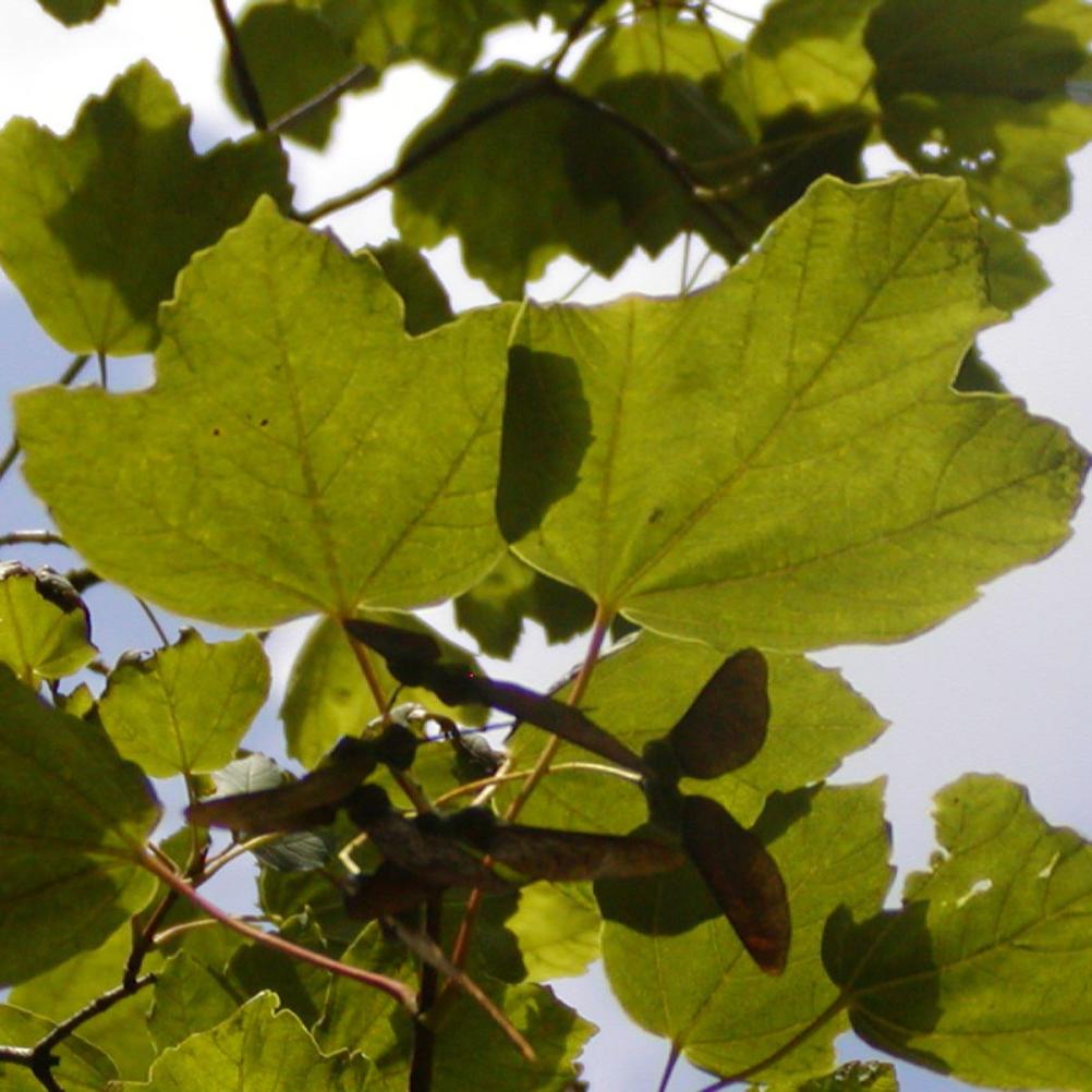Acer opalus