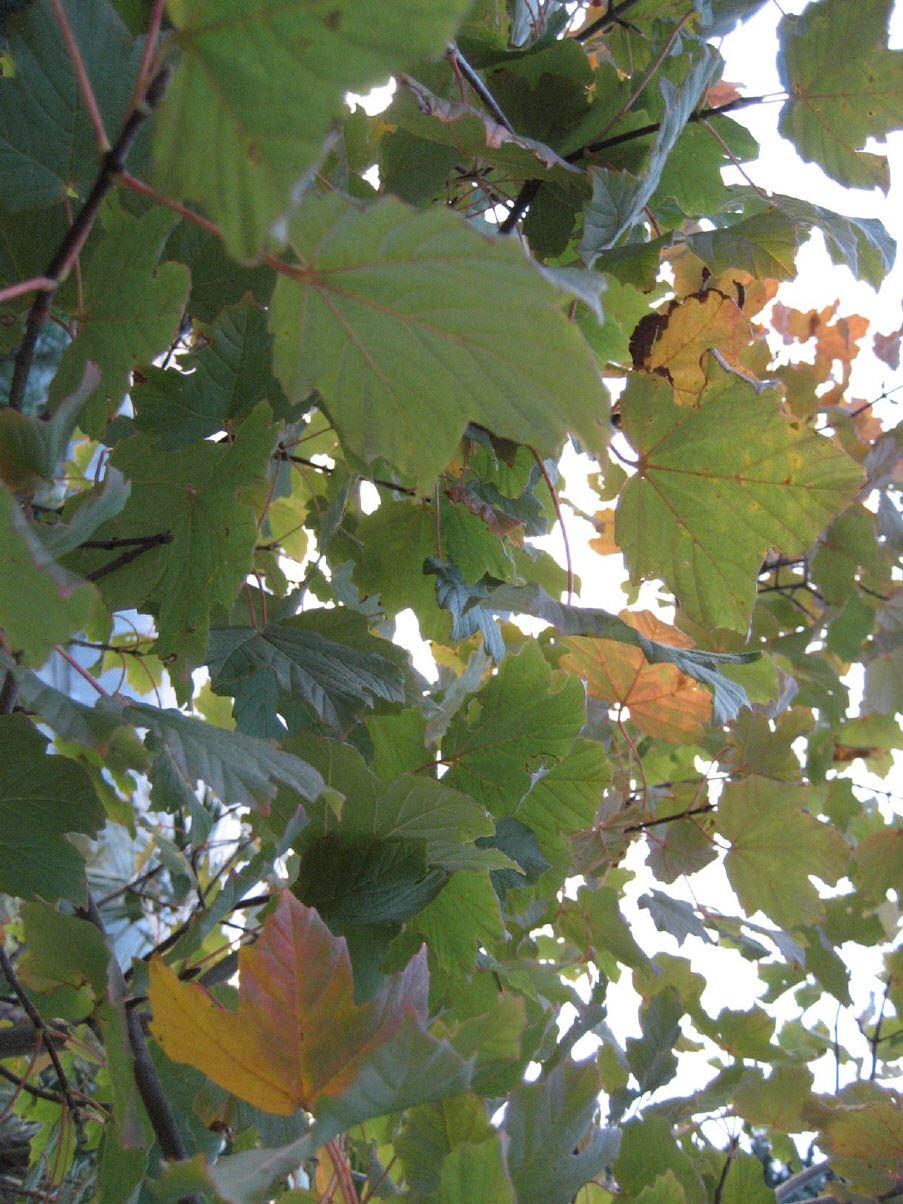 Acer opalus   -   Schneeball-Ahorn