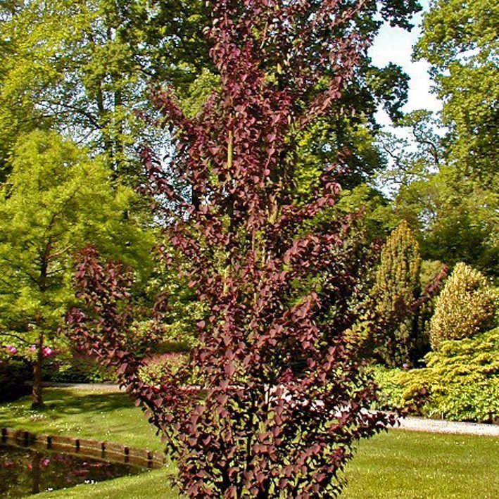 Cercidiphyllum japonicum 'Rotfuchs'