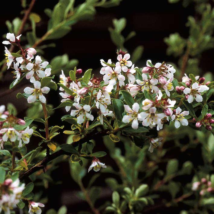 Escallonia x langleyensis 'Donard Seedling'