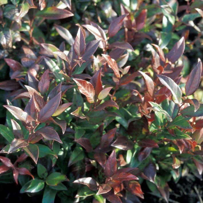 Leucothoe 'Scarletta' ®Traubenmyrte