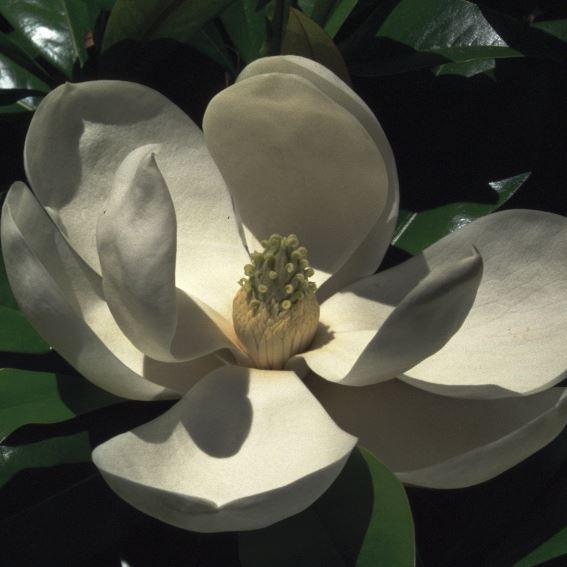Magnolia grandiflora